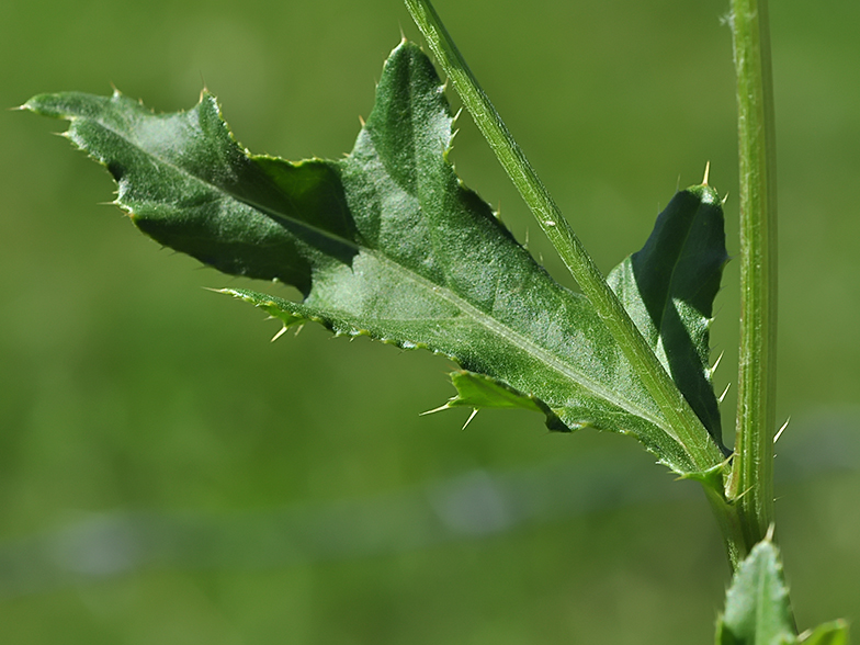 Cirsium arvense