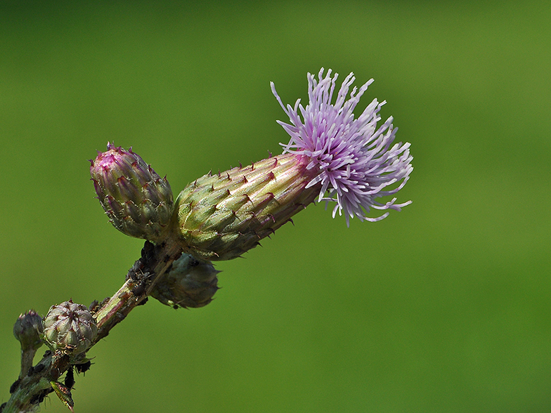 Cirsium arvense