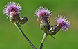 Cirsium arvense