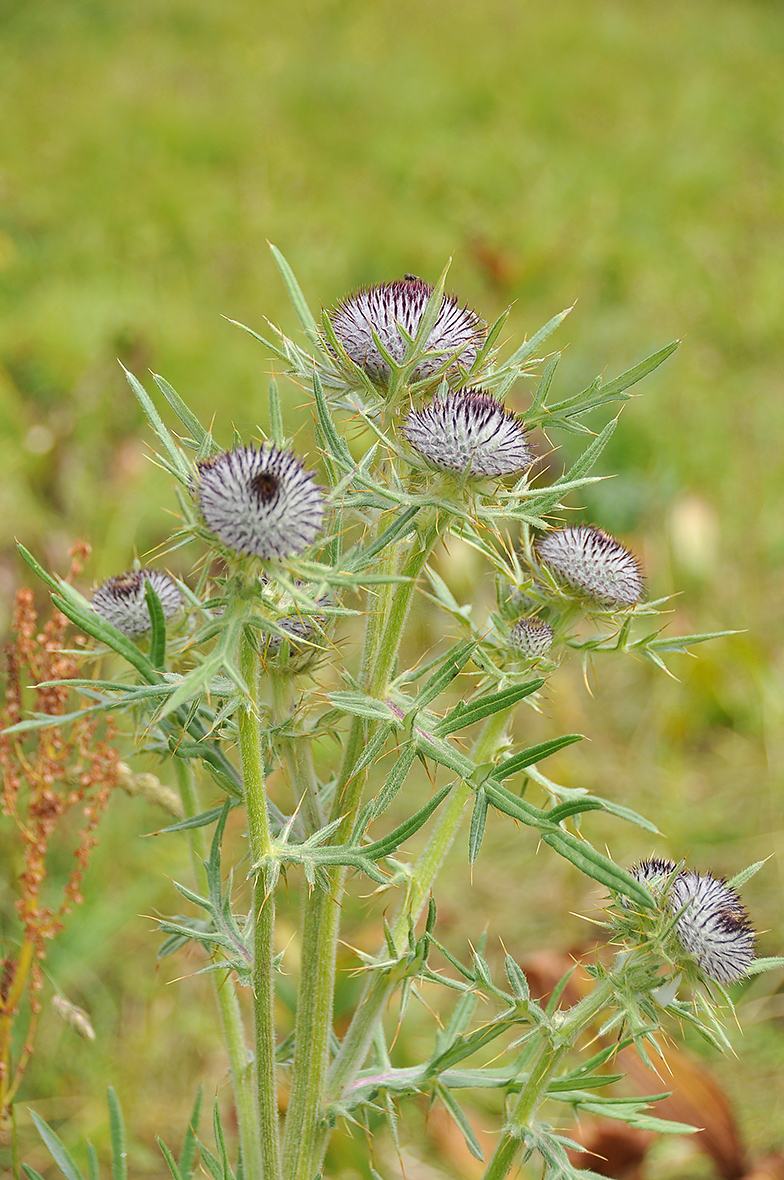 Cirsium eriophorum