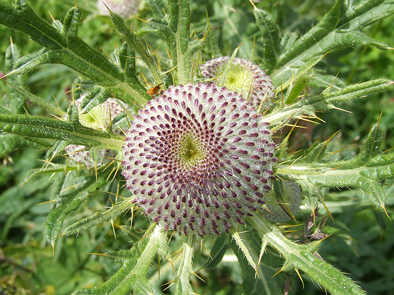 Cirsium eriophorum