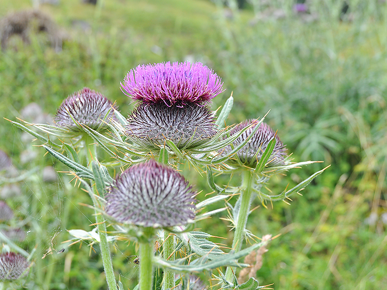 Cirsium eriophorum