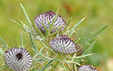 Cirsium eriophorum