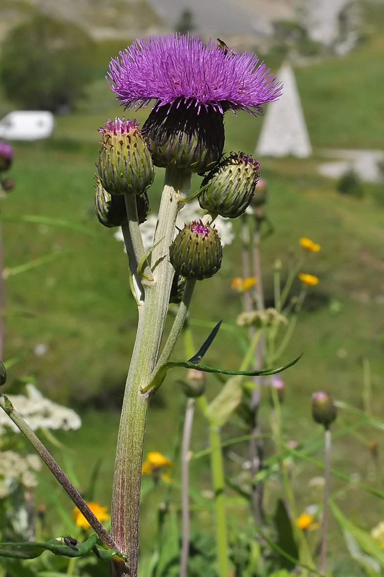 Cirsium heterophyllum