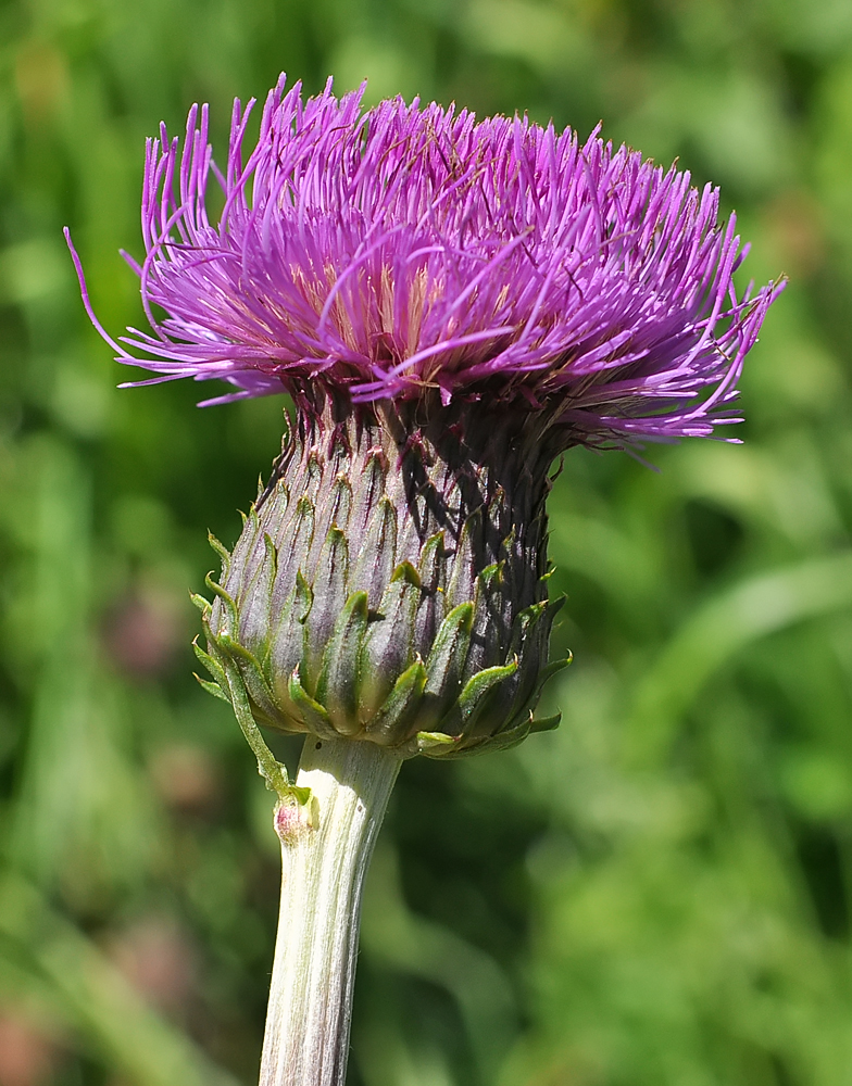 Cirsium heterophyllum