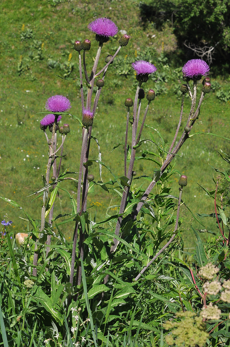 Cirsium heterophyllum