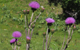 Cirsium heterophyllum