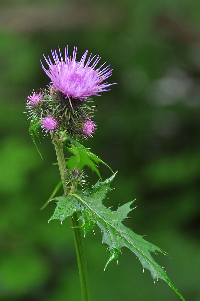 Cirsium montanum