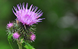 Cirsium montanum