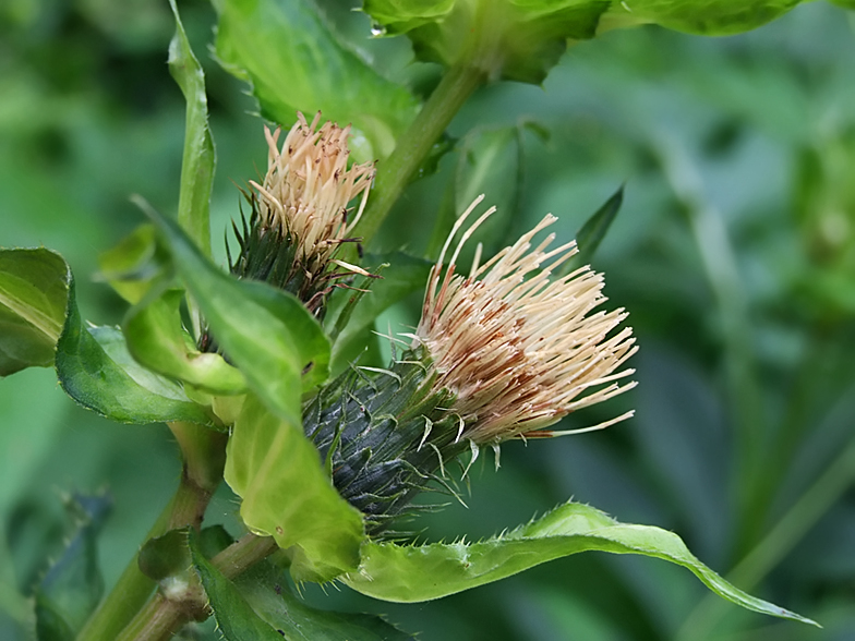 Cirsium oleraceum