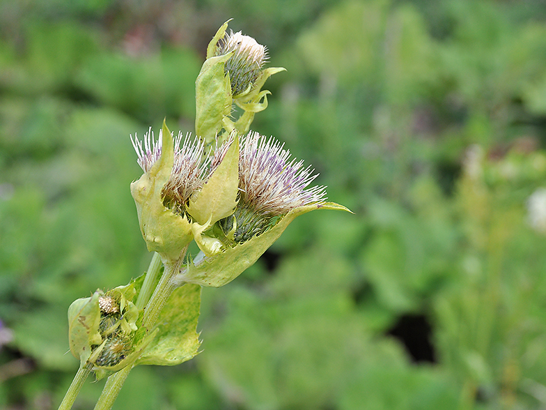 Cirsium oleraceum