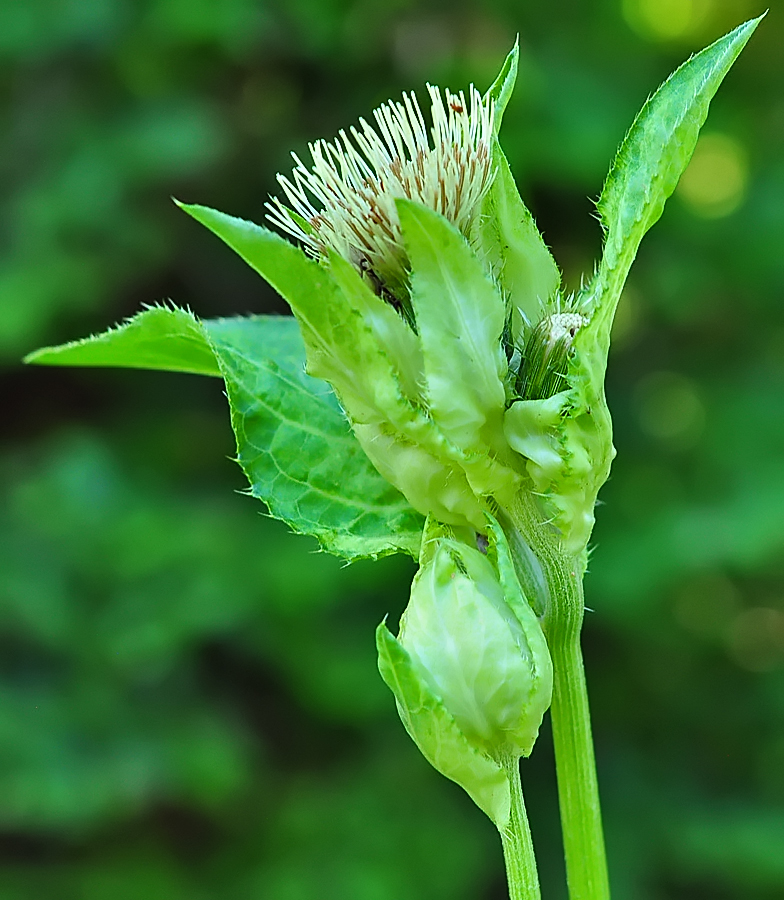 Cirsium oleraceum