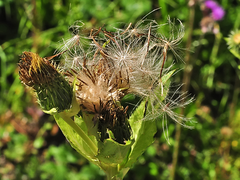 Cirsium oleraceum