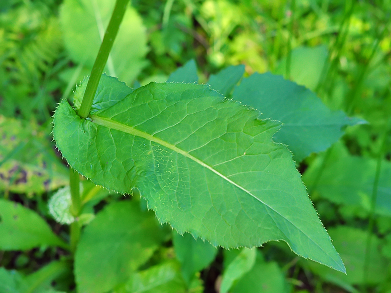 Cirsium oleraceum