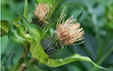 Cirsium oleraceum