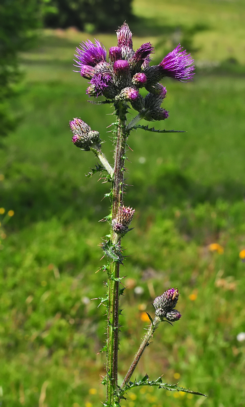 Cirsium palustre