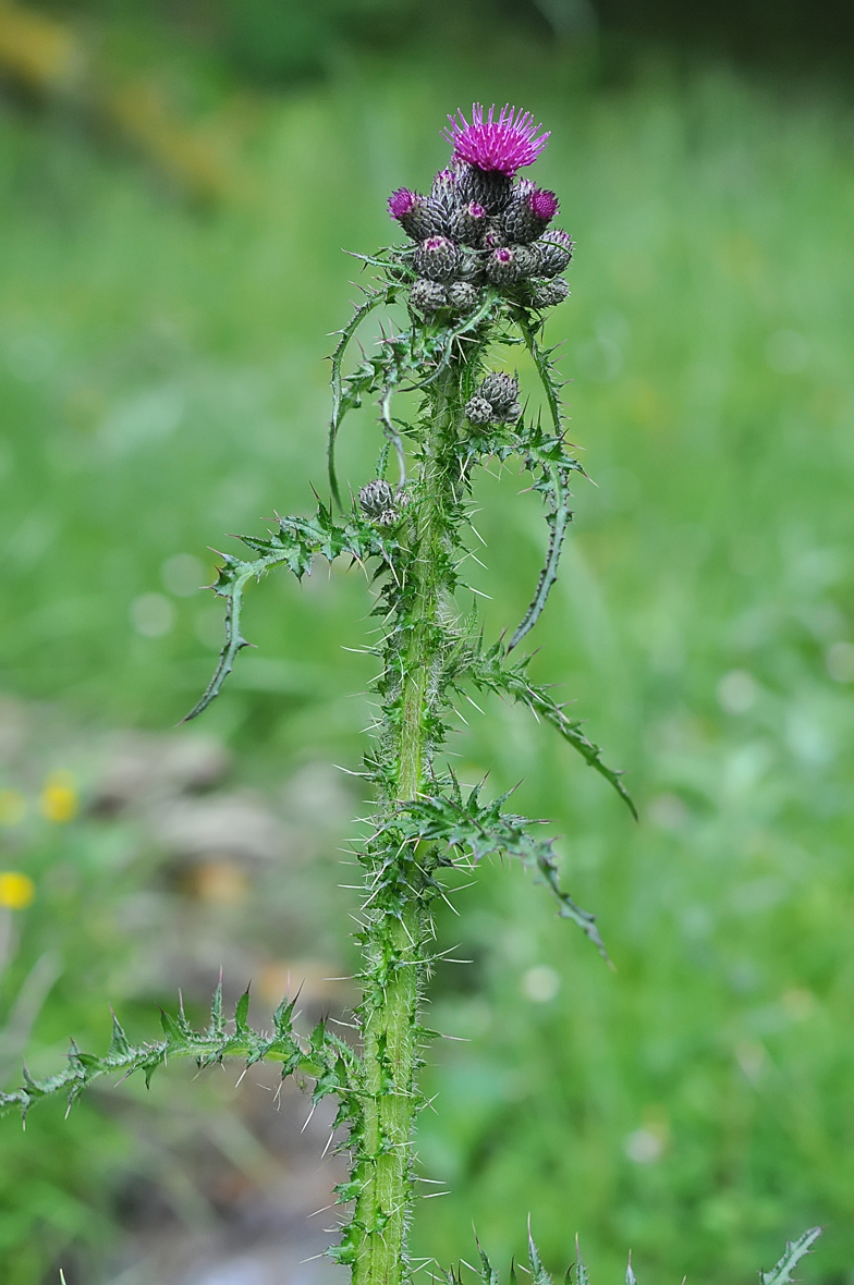 Cirsium palustre