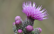 Cirsium palustre