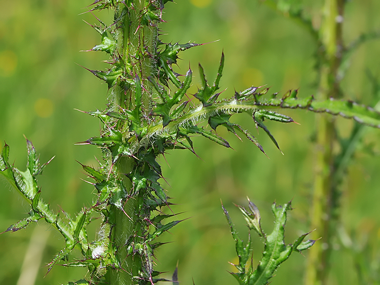 Cirsium palustre