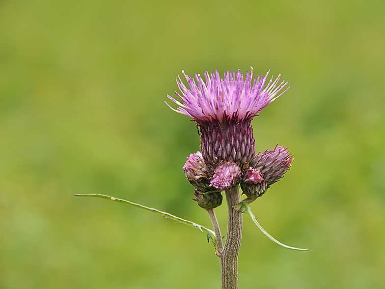 Cirsium rivulare