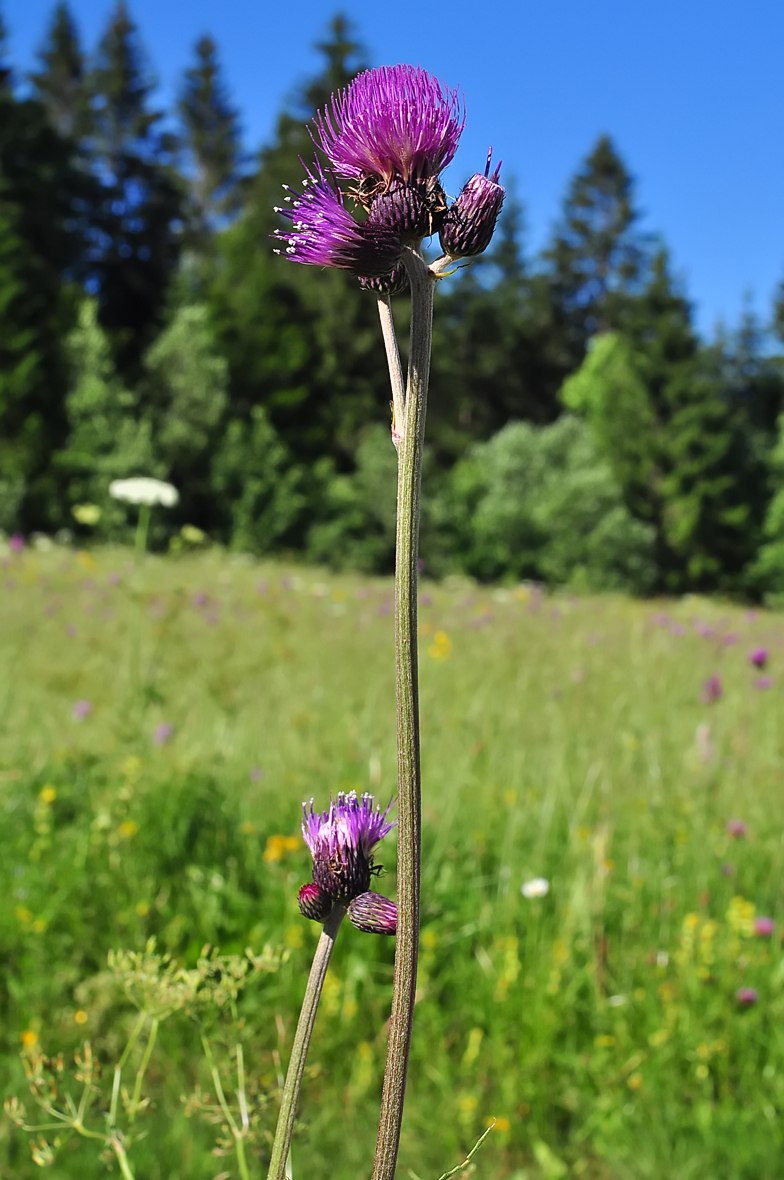 Cirsium rivulare