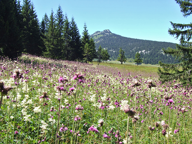 Cirsium rivulare