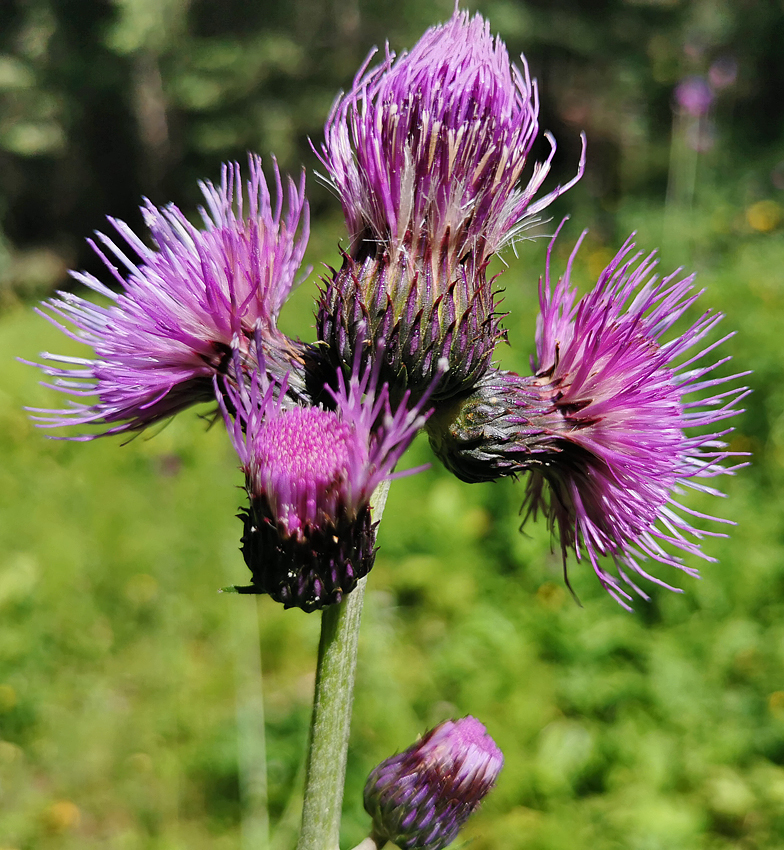 Cirsium rivulare