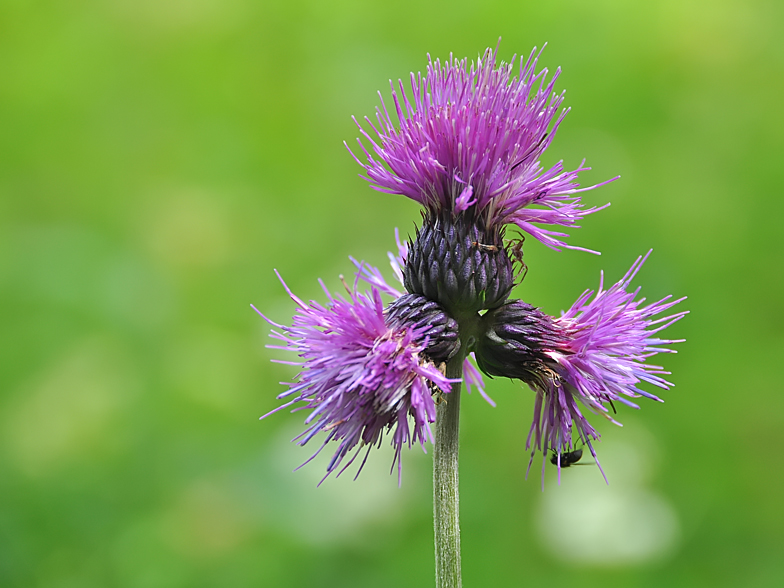 Cirsium rivulare