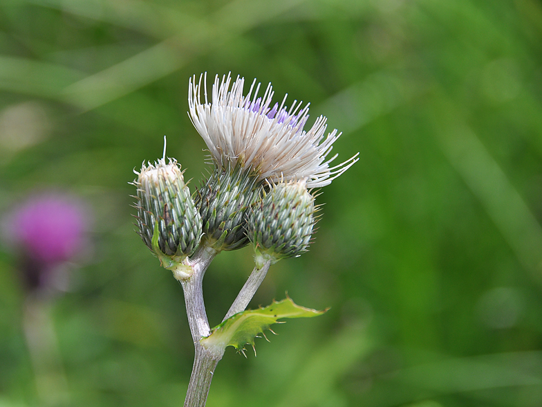 Cirsium rivulare