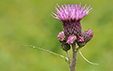 Cirsium rivulare