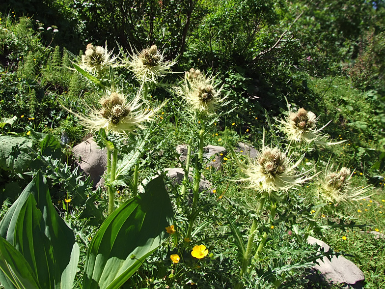 Cirsium spinosissimum