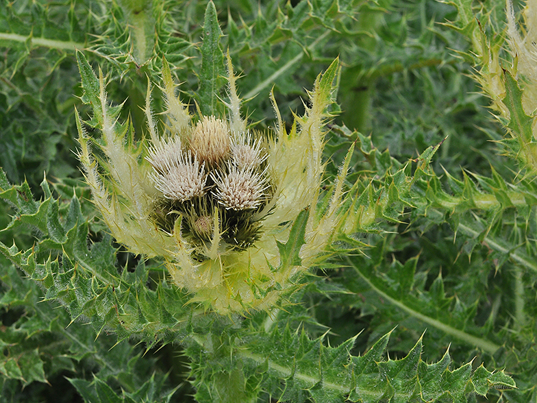 Cirsium spinosissimum