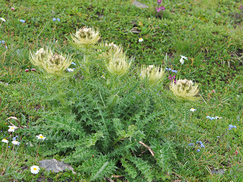 Cirsium spinosissimum