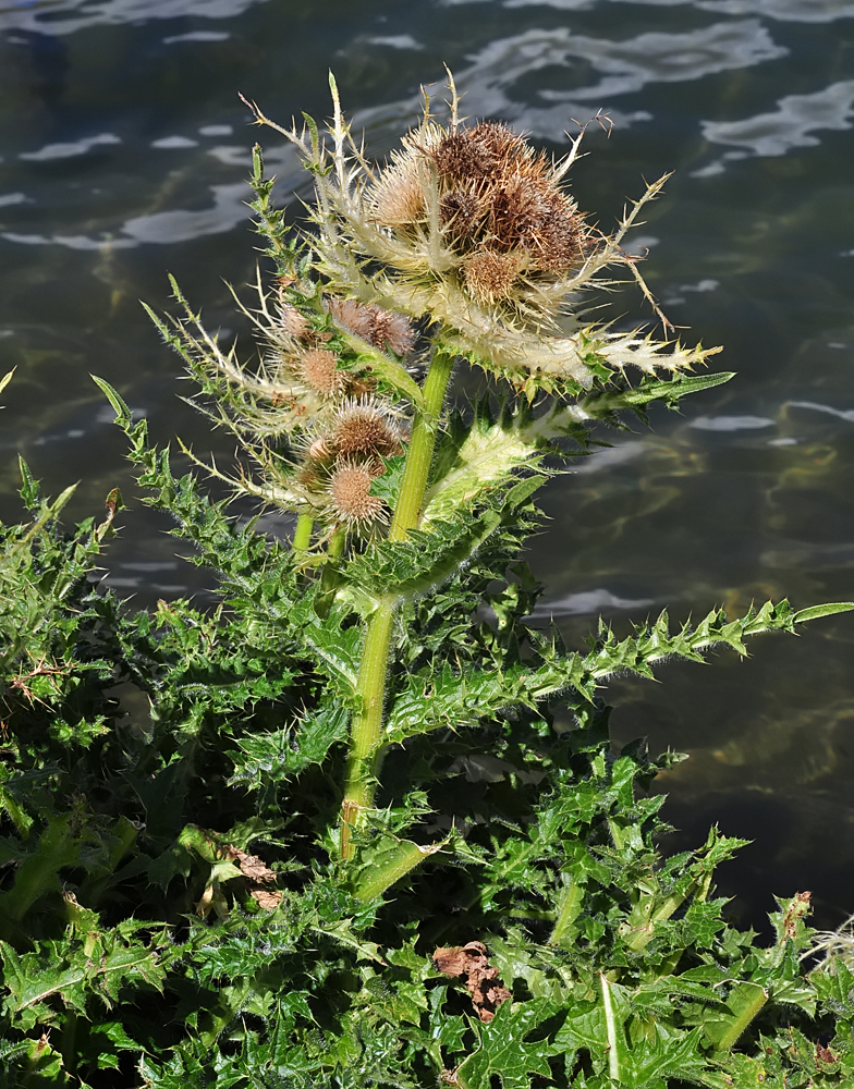 Cirsium spinosissimum