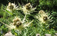 Cirsium spinosissimum