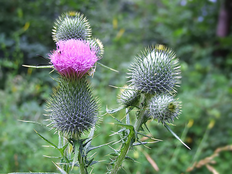 Cirsium vulgare