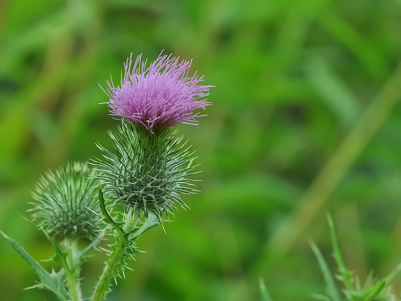 Cirsium vulgare