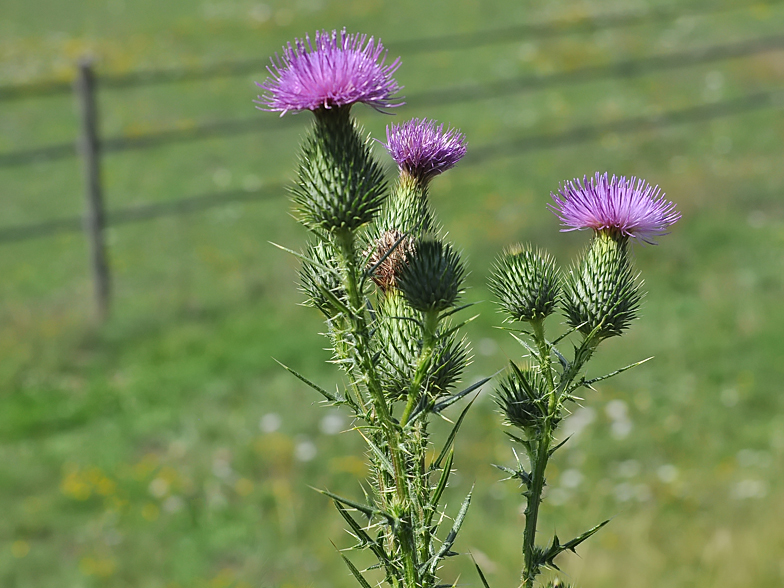 Cirsium vulgare