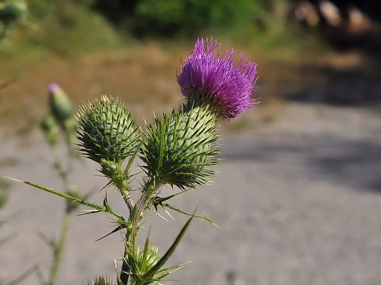 Cirsium vulgare