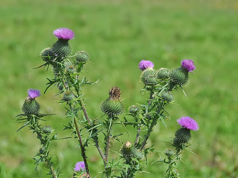 Cirsium vulgare