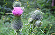 Cirsium vulgare