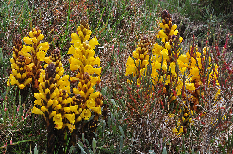 Cistanche phelypaea