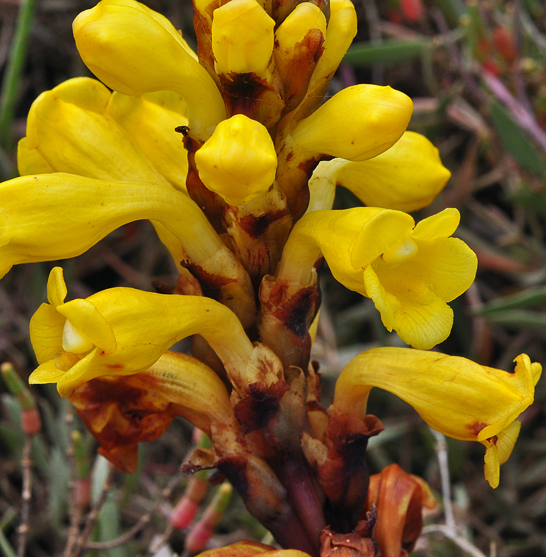 Cistanche phelypaea