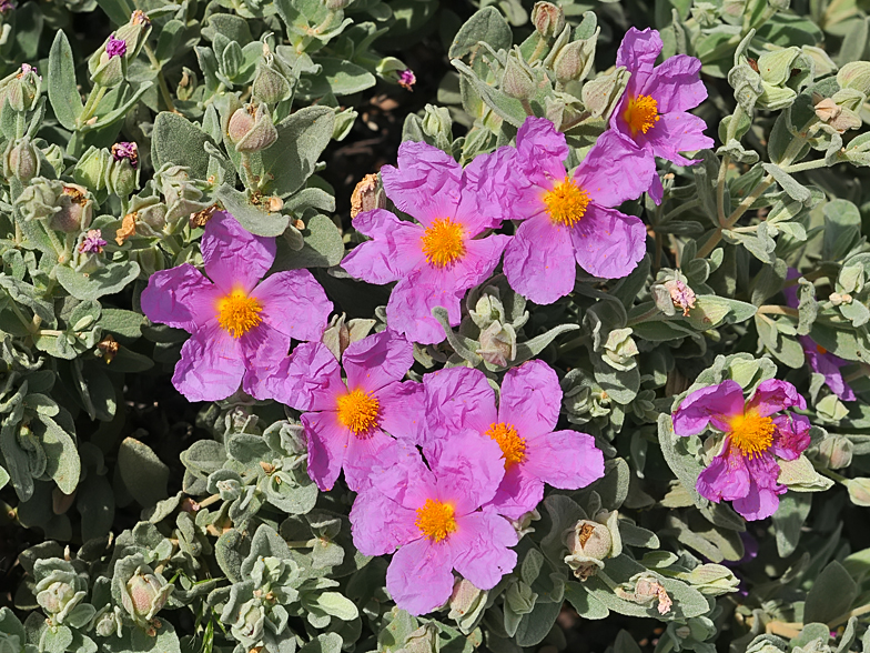 Cistus albidus