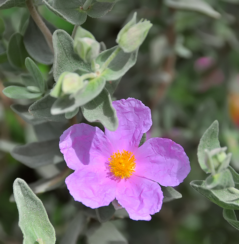 Cistus albidus