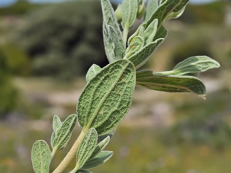 Cistus albidus