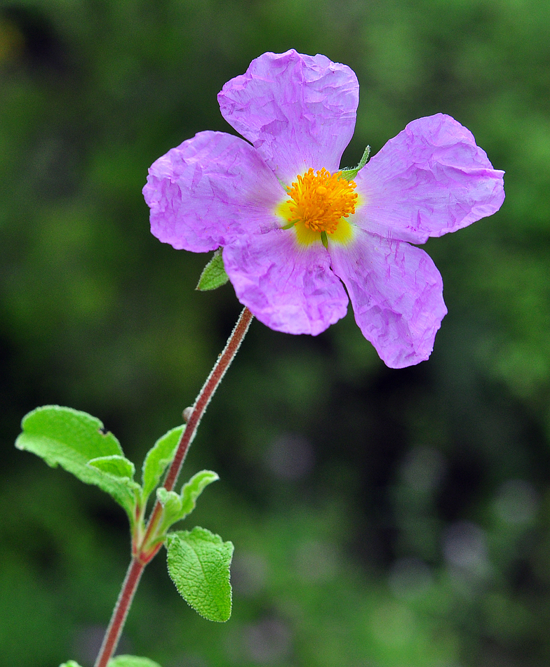 Cistus creticus