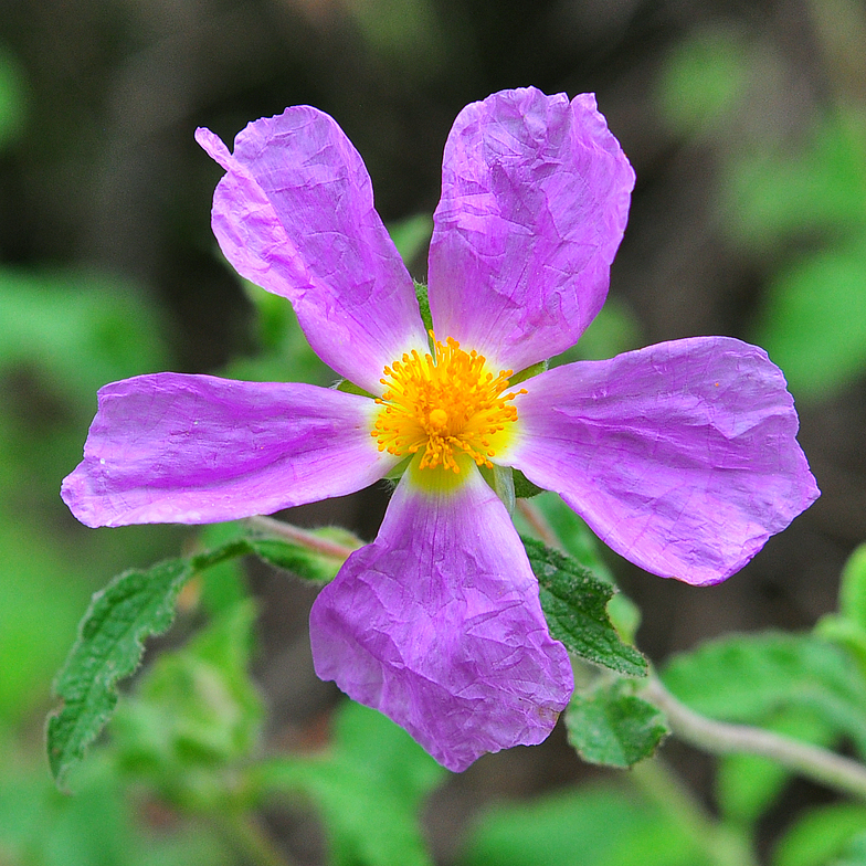 Cistus creticus