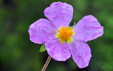 Cistus creticus