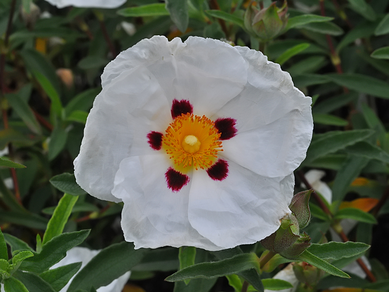 Cistus ladanifer